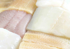 Light-Eating Protein Fish